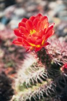 The Flowers