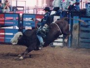 Bull Riding