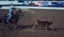 Calf Roping