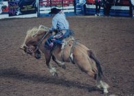 The Rodeo